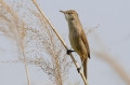 Indische Karekiet 1